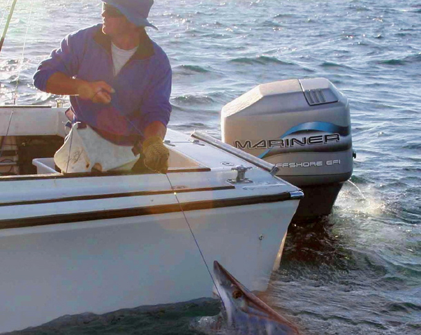 Shark fishing ban slips in under radar
